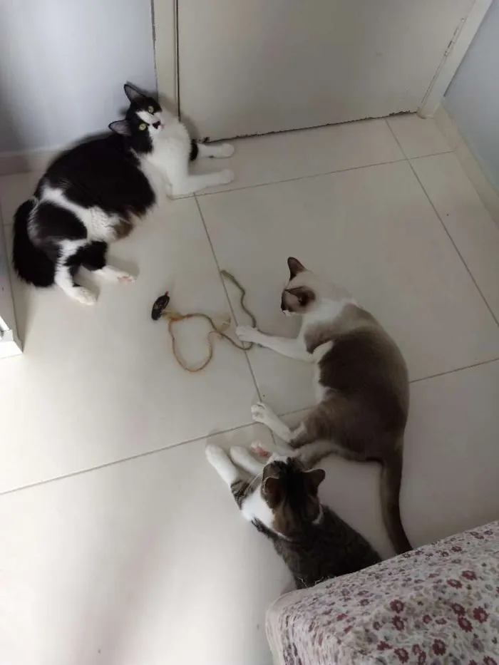 Gato ra a Sdr idade 1 ano nome Chica