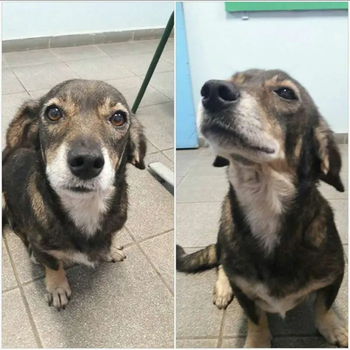 Cachorro ra a srd idade 4 anos nome mayara