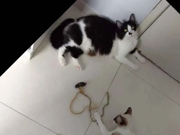 Gato ra a Sdr idade 1 ano nome Chica
