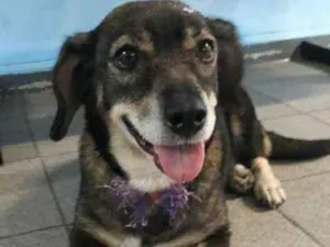 Cachorro raça srd idade 4 anos nome mayara