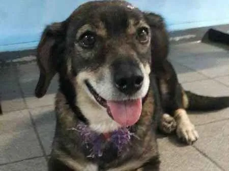 Cachorro ra a srd idade 4 anos nome mayara
