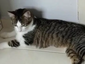 Gato raça Sdr idade 2 a 6 meses nome Ludmila