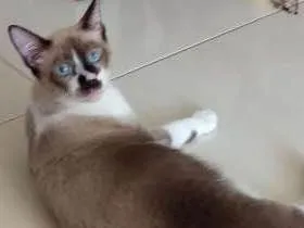 Gato raça Sialata idade 2 a 6 meses nome Benito