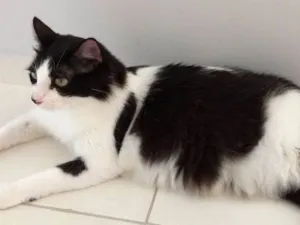 Gato raça Sdr idade 1 ano nome Chica
