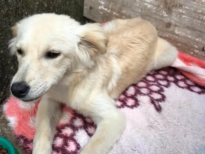 Cachorro ra a Desconheço  idade 7 a 11 meses nome Laica 