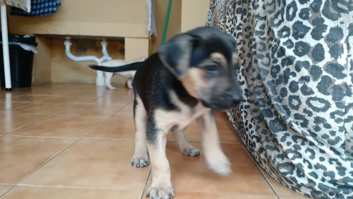 Cachorro ra a Vira lata idade Abaixo de 2 meses nome Filhotes