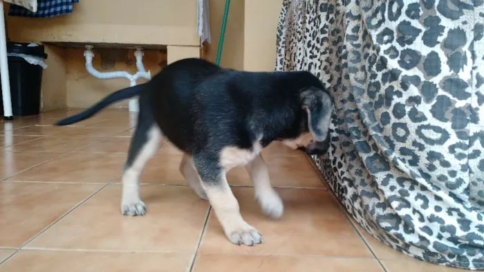 Cachorro ra a Vira lata idade Abaixo de 2 meses nome Filhotes