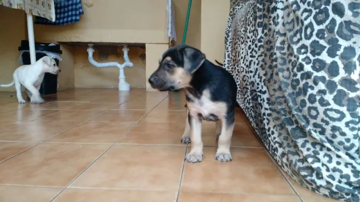 Cachorro ra a Vira lata idade Abaixo de 2 meses nome Filhotes