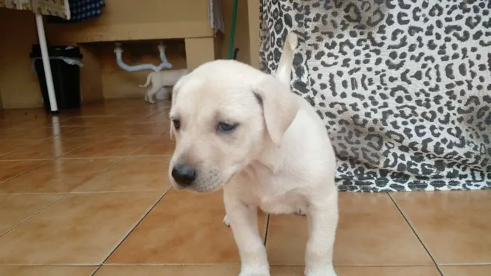 Cachorro ra a Vira lata idade Abaixo de 2 meses nome Filhotes