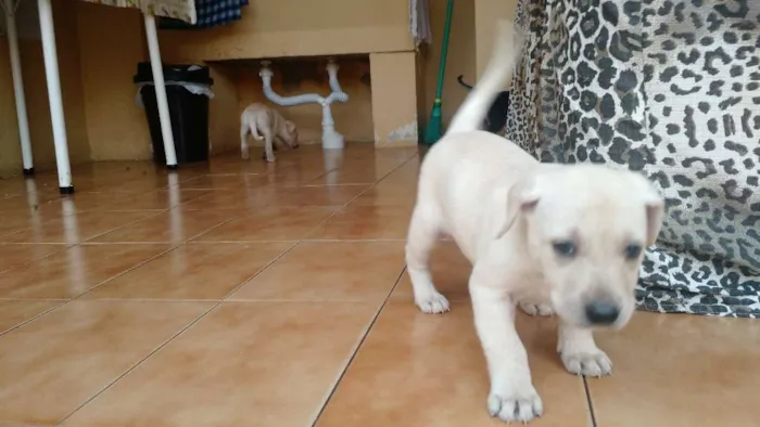 Cachorro ra a Vira lata idade Abaixo de 2 meses nome Filhotes