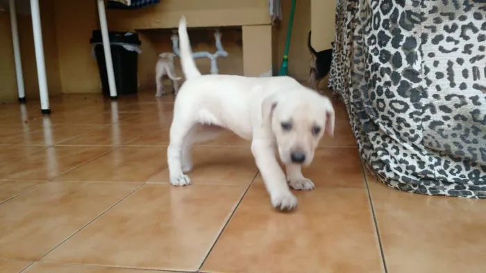 Cachorro ra a Vira lata idade Abaixo de 2 meses nome Filhotes