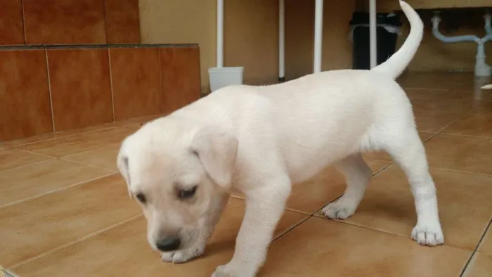 Cachorro ra a Vira lata idade Abaixo de 2 meses nome Filhotes