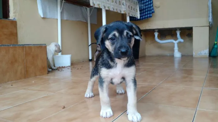 Cachorro ra a Vira lata idade Abaixo de 2 meses nome Filhotes