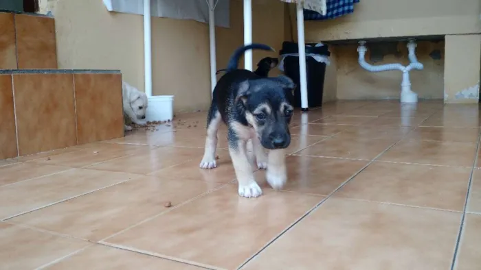 Cachorro ra a Vira lata idade Abaixo de 2 meses nome Filhotes