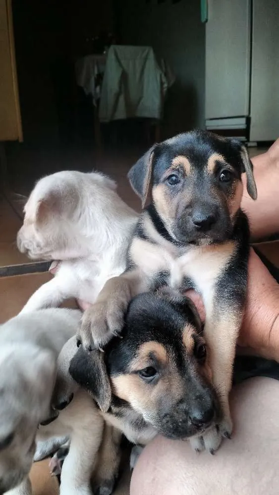Cachorro ra a Vira lata idade Abaixo de 2 meses nome Filhotes