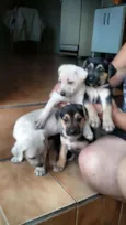 Filhotes