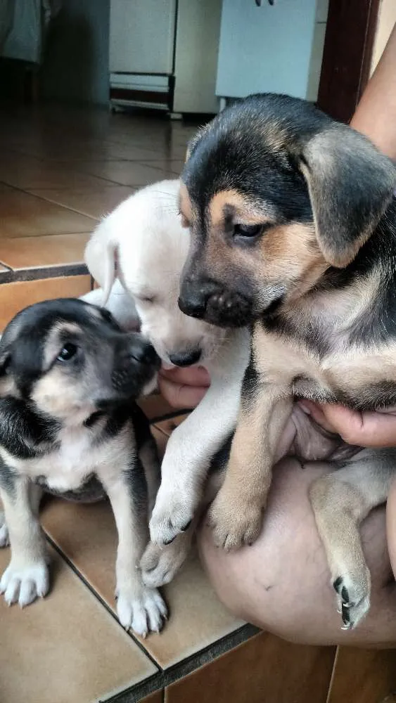 Cachorro ra a Vira lata idade Abaixo de 2 meses nome Filhotes