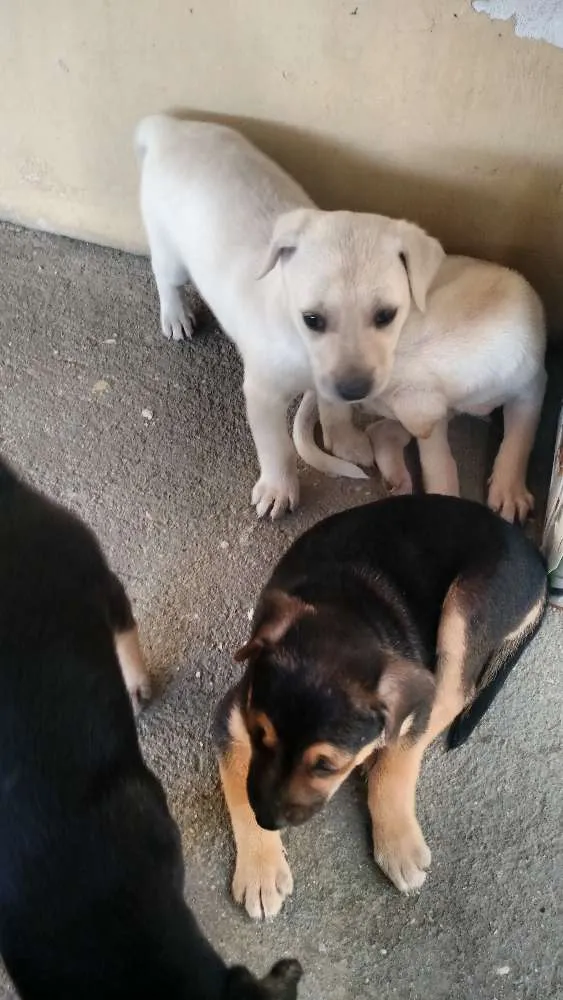 Cachorro ra a Vira lata idade Abaixo de 2 meses nome Filhotes