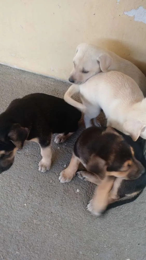 Cachorro ra a Vira lata idade Abaixo de 2 meses nome Filhotes