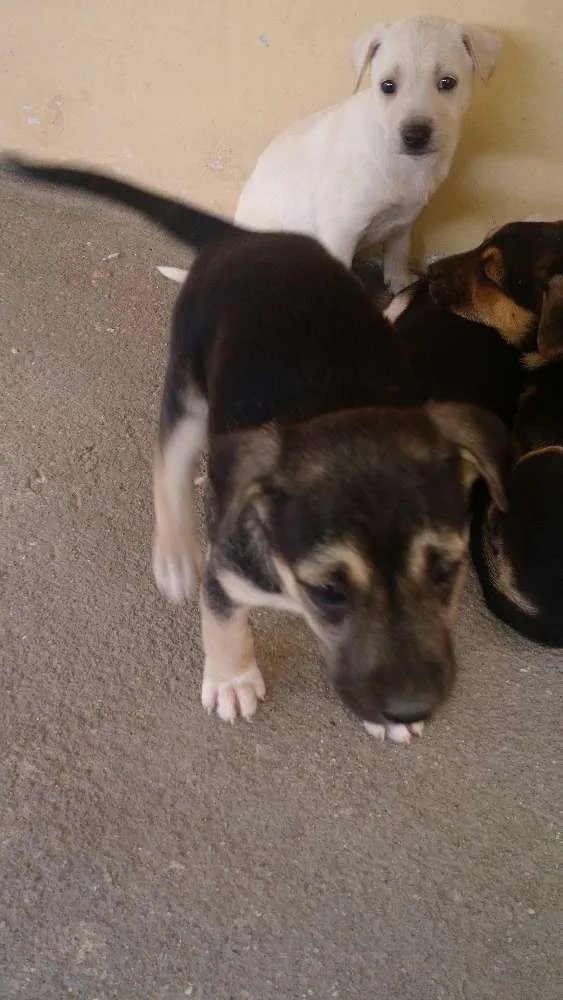 Cachorro ra a Vira lata idade Abaixo de 2 meses nome Filhotes