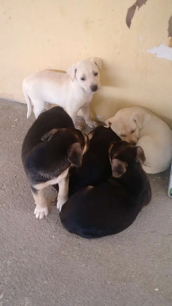Cachorro ra a Vira lata idade Abaixo de 2 meses nome Filhotes
