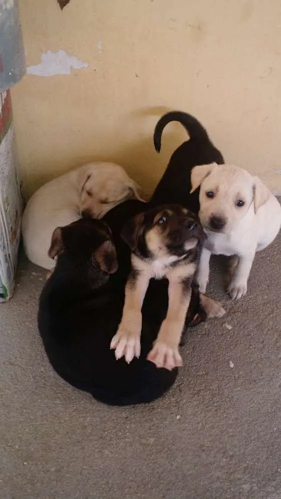 Cachorro ra a Vira lata idade Abaixo de 2 meses nome Filhotes
