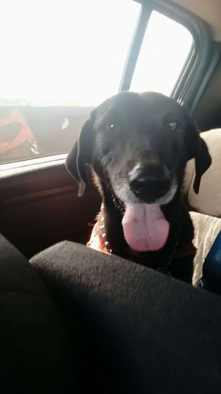 Cachorro ra a Vira lata idade 2 anos nome Amora