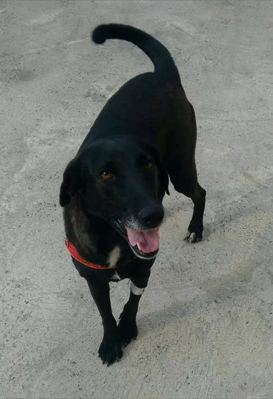 Cachorro ra a Vira lata idade 2 anos nome Amora