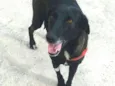 Amora