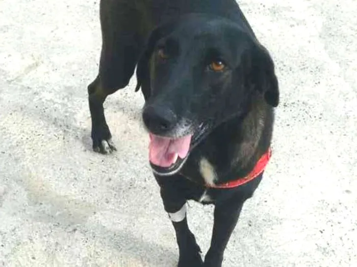 Cachorro ra a Vira lata idade 2 anos nome Amora