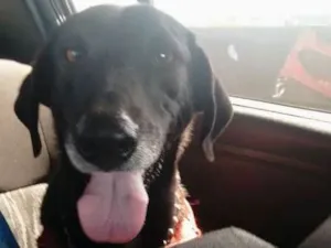 Cachorro raça Vira lata idade 2 anos nome Amora