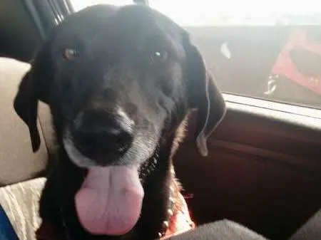 Cachorro ra a Vira lata idade 2 anos nome Amora
