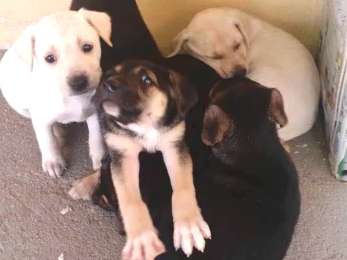 Cachorro ra a Vira lata idade Abaixo de 2 meses nome Filhotes
