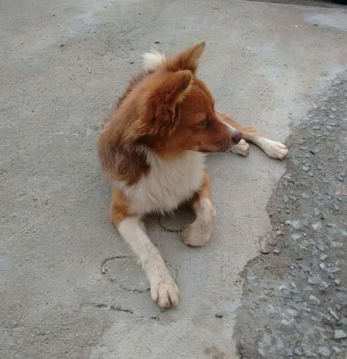 Cachorro ra a vira lata idade 1 ano nome Duck