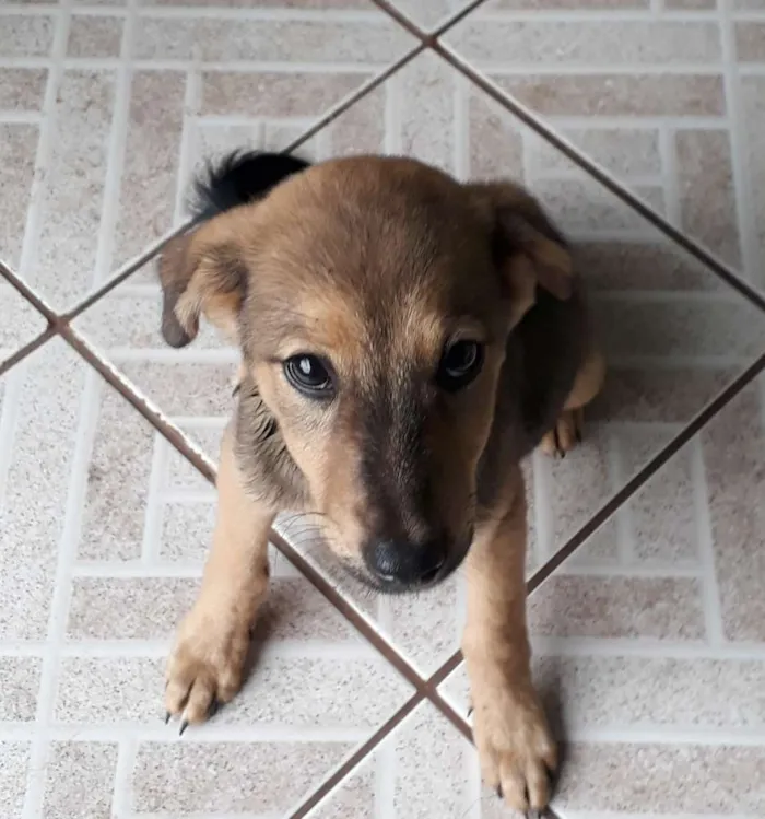 Cachorro ra a vira lata idade 2 a 6 meses nome ainda sem nome
