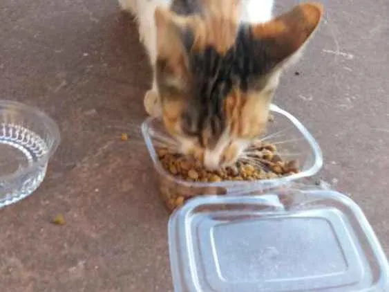 Gato raça Srd idade 7 a 11 meses nome Sem nome