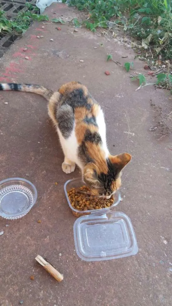 Gato raça Srd idade 7 a 11 meses nome Sem nome