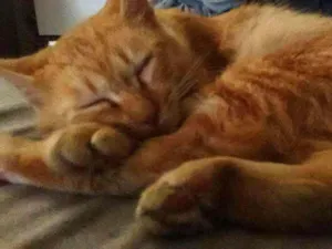 Gato raça Sem raça definida idade 1 ano nome Mingau