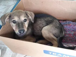 Cachorro raça vira lata idade 2 a 6 meses nome ainda sem nome