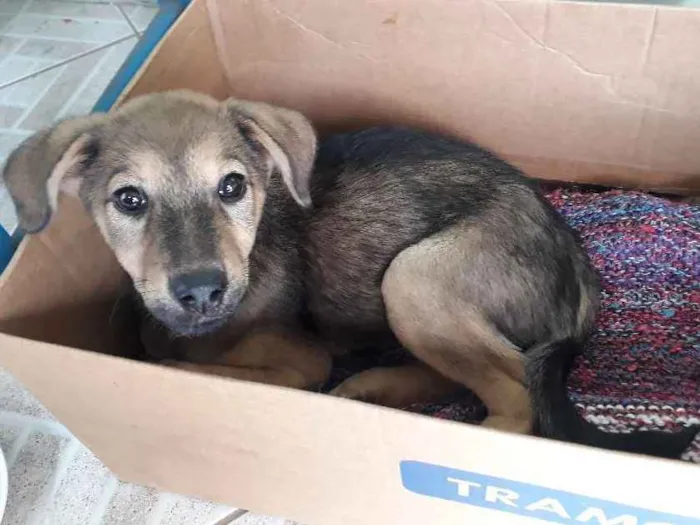 Cachorro ra a vira lata idade 2 a 6 meses nome ainda sem nome