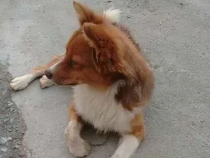 Cachorro raça vira lata idade 1 ano nome Duck