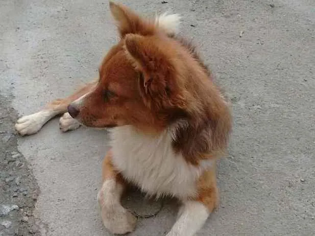 Cachorro ra a vira lata idade 1 ano nome Duck