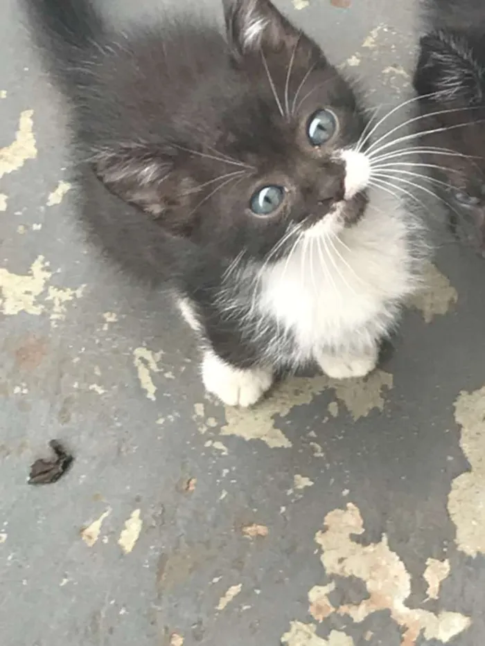 Gato ra a Vira idade Abaixo de 2 meses nome Ellen Gracie