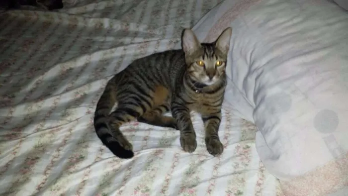 Gato ra a vira latinha idade 2 a 6 meses nome vicente