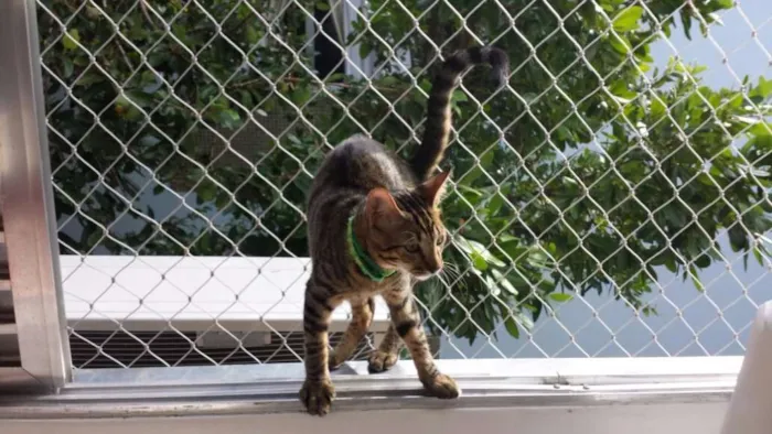Gato ra a vira latinha idade 2 a 6 meses nome vicente