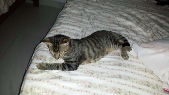 Gato ra a vira latinha idade 2 a 6 meses nome vicente