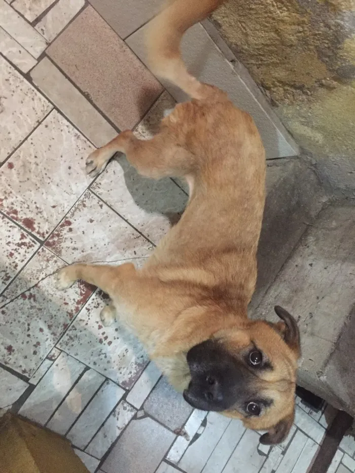 Cachorro ra a SRD idade 1 ano nome Bebê