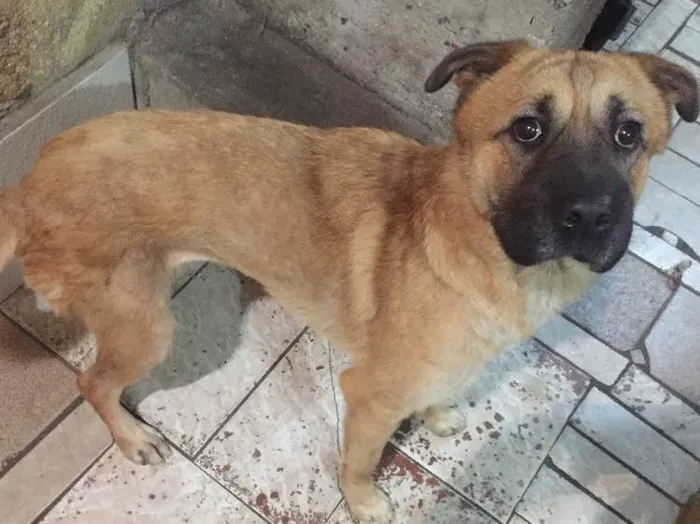 Cachorro ra a SRD idade 1 ano nome Bebê