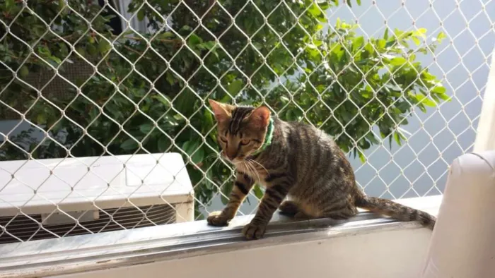 Gato ra a vira latinha idade 2 a 6 meses nome vicente
