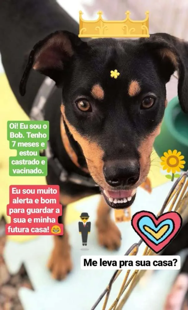 Cachorro ra a SRD idade 7 a 11 meses nome Bob
